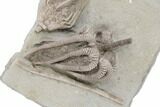 Fossil Crinoid Plate (Two Species) - Crawfordsville, Indiana #197533-2